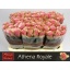 product/img.floraplaza.nl/RATHRO6-LIVE_fotos-0xC7CDAAFD39F3B556128FB7CA1A8EEFD8297DB1C8.jpg