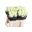 product/img.floraplaza.nl/RAVAL4-LIVE_fotos-0xE1D0D9B48FB192A53F4D59E951FEAA15EDB9D3D7.jpg