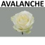 product/img.floraplaza.nl/RAVAL5A-LIVE_fotos-0x41E9430C2D06B5EF4341DF6C56DDA0CC9D2BC476.jpg