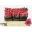 product/img.floraplaza.nl/RBARI5-LIVE_fotos-0xA2C0E69FDE1AAB989CD41309299A12119ACCDD8C.jpg