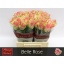product/img.floraplaza.nl/RBEL4-LIVE_fotos-0xA89607DAD7D8CB055C613EC1710FF853FD9BF57D.jpg