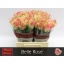 product/img.floraplaza.nl/RBEL4-LIVE_fotos-0xE7F2F0E38207FD3059991CE0040A5A714CBD27A3.jpg