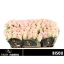 product/img.floraplaza.nl/RBIS5-LIVE_fotos-0x62B60CB666439CB14AAAC7207E8646517DEED2F6.jpg