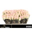product/img.floraplaza.nl/RBIS5-LIVE_fotos-0x6BBBA6FA2CDE746235C23EF20B57DC30D4F0DB8E.jpg