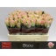 product/img.floraplaza.nl/RBIS5-LIVE_fotos-0xBC23AF9A2BC3FFD8C865C1FBDA89B575DE172540.jpg