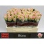product/img.floraplaza.nl/RBIS5-LIVE_fotos-0xCB1FC4C8473DBDA8F349614F9AC11BF999AF4846.jpg