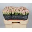 product/img.floraplaza.nl/RBIS6-LIVE_fotos-0x0D8DEA240E2FF56B8949BC8AFF5F96270AB9DB7A.jpg