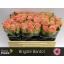 product/img.floraplaza.nl/RBRIG5-LIVE_fotos-0x902223B6D6598FF79663841A8CEA8DD6F8770A3F.jpg