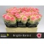 product/img.floraplaza.nl/RBRIG5-LIVE_fotos-0xED1D24B7BD600792D8C7A2DE540DFF285A5BB304.jpg