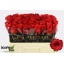 product/img.floraplaza.nl/RBRO5-LIVE_fotos-0xF21D33C724000F77234E14207F49640FEF17E062.jpg