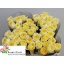 product/img.floraplaza.nl/RBUTC5-LIVE_fotos-0x801286B9404CCFCDE54D581FAB97BE3951C474DB.jpg