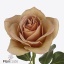 product/img.floraplaza.nl/RCAFL5-ART_fotos-VBN120000-vbn123909.jpg