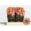 product/img.floraplaza.nl/RCAPP4-LIVE_fotos-0xFD017251860EE874573F847C248356462024C27B.jpg