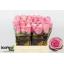 product/img.floraplaza.nl/RCELE4-LIVE_fotos-0x7CC5CF1F74172F111CBF163BC4BD1E4901166B06.jpg