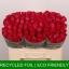 product/img.floraplaza.nl/RCER5-LIVE_fotos-0xA8B9BEDDCCA1D380061FD5A9AE34343F47D2D506.jpg