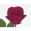 product/img.floraplaza.nl/RCER6-ART_Fotos-VBN-vbn121553.jpg
