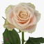 product/img.floraplaza.nl/RCHA35-ART_Fotos-VBN-vbn110130.jpg