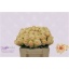 product/img.floraplaza.nl/RCHA35-LIVE_fotos-0x2BD6310FBF6A711459B90867DCA86A79D5D9151E.jpg