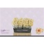 product/img.floraplaza.nl/RCHA4-LIVE_fotos-0x7DD2C000CBA4A8315D491A9ECC1690B7D8D9A69C.jpg