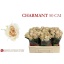 product/img.floraplaza.nl/RCHA5-LIVE_fotos-0x40D291C95EC7E35FB4EB0BAE844BD35AC3A1707E.jpg