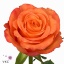 product/img.floraplaza.nl/RCON5-ART_Fotos-VBN-vbn112180.jpg