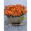 product/img.floraplaza.nl/RCON5-LIVE_fotos-0x9A90FE73A338A29B3B3DB9FCBA4FC9E32024A4DA.jpg