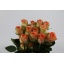 product/img.floraplaza.nl/RCOUH5-ART_fotos-Coloriginz-Rosa Ec Country Home Bos.jpg