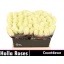 product/img.floraplaza.nl/RCOUNT4-LIVE_fotos-0x025E49CAC0AE07AD24F6C9FC60DAF531BB6C3E01.jpg