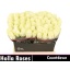 product/img.floraplaza.nl/RCOUNT4-LIVE_fotos-0xBD49EC852F65590FE33FAB6C6EE42D637FDC5C88.jpg