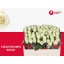 product/img.floraplaza.nl/RCOUNT5-LIVE_fotos-0x042E4572DBB09B9E61D997533194E97B7554FEE5.jpg