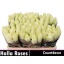 product/img.floraplaza.nl/RCOUNT5-LIVE_fotos-0xBFDCEAE1EBC46C72684BC5D5C9A80170D7A2DE9C.jpg