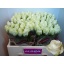 product/img.floraplaza.nl/RCOUNT5-LIVE_fotos-0xD3DC17F7935AD58B89348D9A2340E2F13A79E4E8.jpg