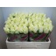 product/img.floraplaza.nl/RCOUNT5-LIVE_fotos-0xD95C6016C35B372E96F21FE6A068241AD852FD96.jpg