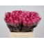 product/img.floraplaza.nl/RDEEP4-LIVE_fotos-0xB165B57F6D97C4AC9204B7E61FA27A74904F673C.jpg