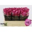 product/img.floraplaza.nl/RDEEP5-LIVE_fotos-0xB0F915531938FC3AB30459061DC00D7BE76D3DF1.jpg