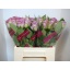 product/img.floraplaza.nl/RDOL40-LIVE_fotos-0x4C8C5B5B6B020D5B2D651601BB041731D5CF9044.jpg