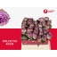 product/img.floraplaza.nl/RDOL40-LIVE_fotos-0x964B70E224734E18145CB4595ACA73DF45066E03.jpg