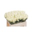 product/img.floraplaza.nl/RDOL5-LIVE_fotos-0x343ED9DD2793ED4915F969BF3A3772A8E5BC11A8.jpg