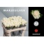 product/img.floraplaza.nl/RDOL7-LIVE_fotos-0xB8D36DDC06BB77C57DE088175E7D30355D6099D0.jpg