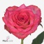 product/img.floraplaza.nl/RDOU4-ART_fotos-VBN-vbn117150.jpg