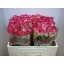 product/img.floraplaza.nl/RDOU5-LIVE_fotos-0x8B8F7F1DFC1C03C4570F2AEEC36B0E794E15BCF1.jpg