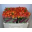 product/img.floraplaza.nl/RDOW5-LIVE_fotos-0x11AB462C26878FBA06DE9D14ECDA84CED2F6ECC0.jpg