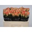 product/img.floraplaza.nl/RDUE5-LIVE_fotos-0xF98BC32F27435017ACCC0F9E35C15E1E0E962237.jpg