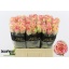 product/img.floraplaza.nl/RFIE6-LIVE_fotos-0x388F939A93C96D83F8FCDF68A7B7A1E9EA63EFDF.jpg