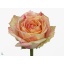 product/img.floraplaza.nl/RFIES5-LIVE_fotos-0xF65D3C3D14E346C367F62D9EF49388E595B1600B.jpg