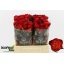 product/img.floraplaza.nl/RFIO4-LIVE_fotos-0xB50C3A41FC2D1B949EC5840518D829186976C6C7.jpg