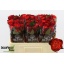 product/img.floraplaza.nl/RFIO5-LIVE_fotos-0xBCEA28DF535DF6BF05AB96F8FE56F75CF249D8B2.jpg