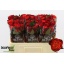 product/img.floraplaza.nl/RFIO5-LIVE_fotos-0xEDE1E43597819FD2CBEED363E968BB47A806EBFF.jpg