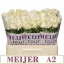product/img.floraplaza.nl/RFOU55-LIVE_fotos-0x36D8D65A77F72DD37BD80324FA379383A5BC6E87.jpg