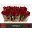 product/img.floraplaza.nl/RFUR5-LIVE_fotos-0x9A71F427989A555FD336E58BEFB80F40D6B21981.jpg